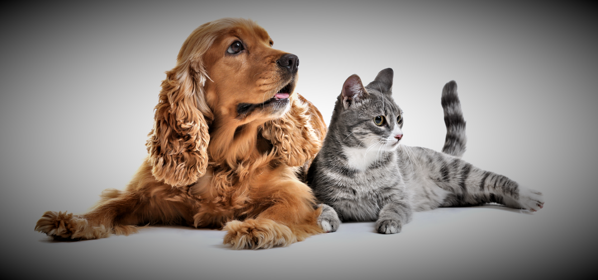 Kedi ve Köpekler için Probiyotik